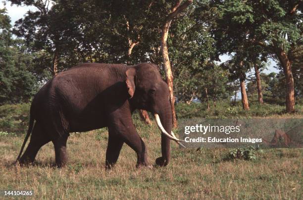 India, Solitary Tusker Elephant, Bandipur Tiger Reserve, Karnataka.