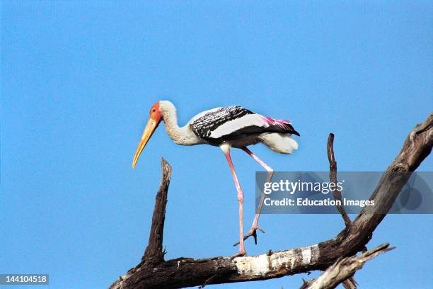 Bir In Rajasthan 103 Sactuary Stock Photos, High-Res Pictures, and Images - Getty Images