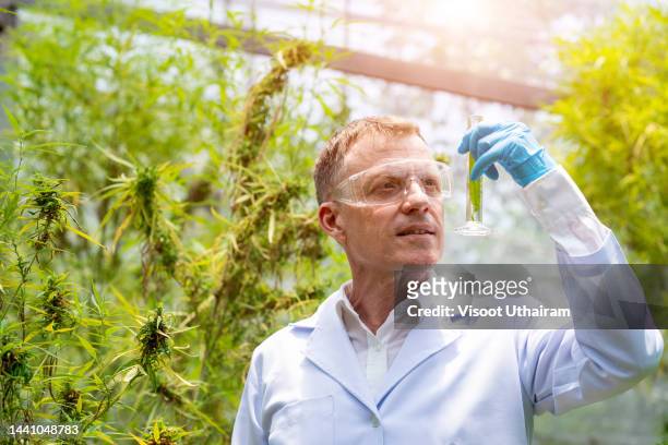 scientists in cannabis farm are checking plants and flowers. - indagini di clima foto e immagini stock
