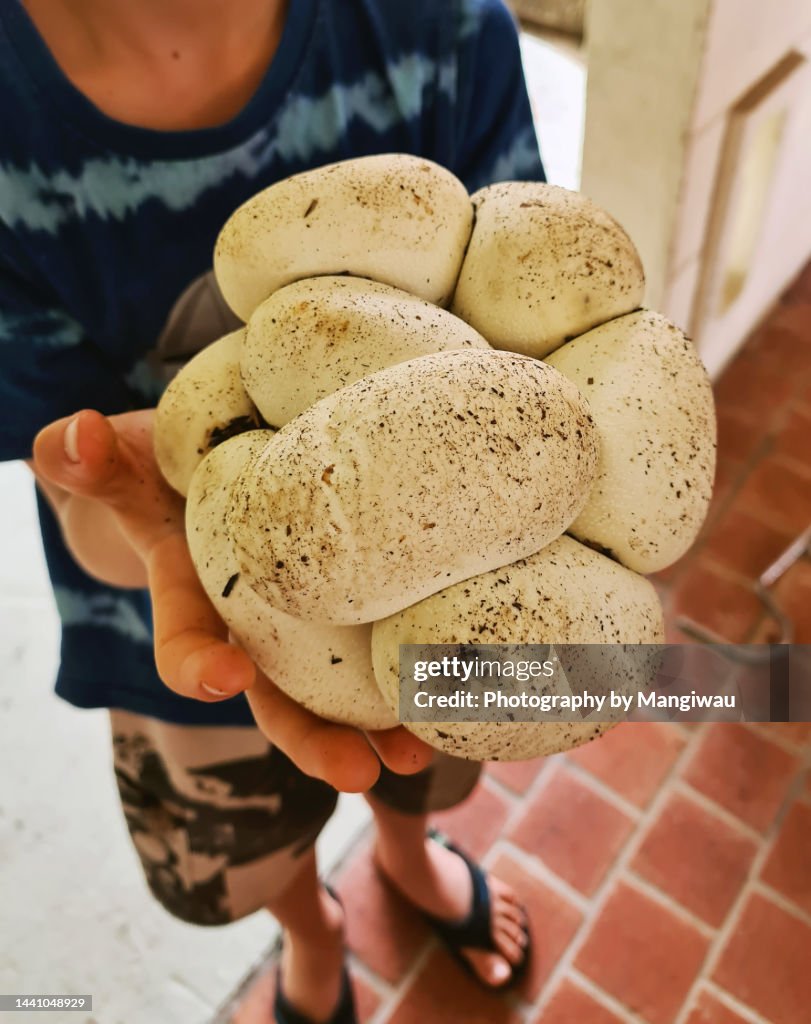 Python Snake Egg Clutch