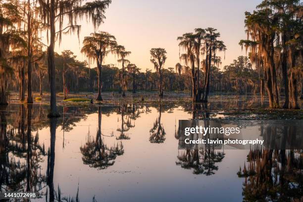 sumpfzypressen sonnenaufgang - zypresse stock-fotos und bilder