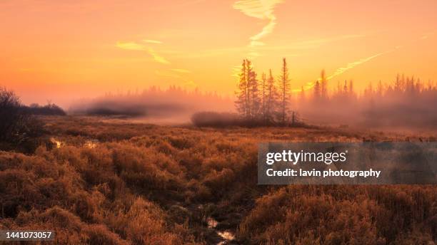 sunrise in the bog - minnesota forest stock pictures, royalty-free photos & images