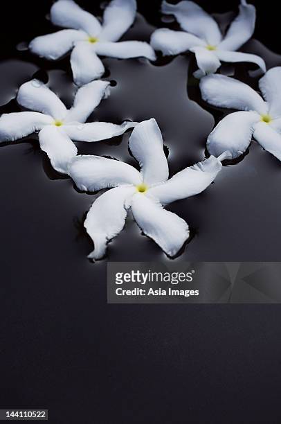 white frangipani flowers floating in black bowl - frangipani stock pictures, royalty-free photos & images
