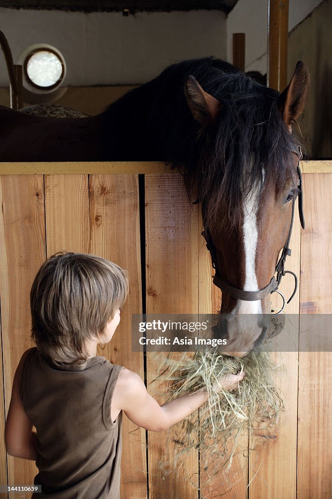 Boy feeding horse
