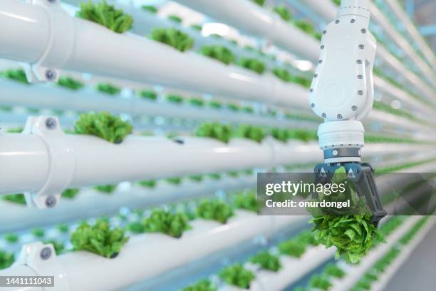 automatic agricultural technology with close-up view of robotic arm harvesting lettuce in vertical hydroponic plant - agriculture innovation stock pictures, royalty-free photos & images