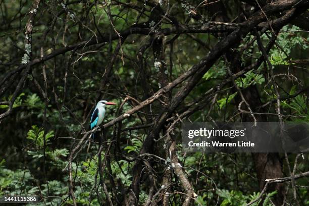 Kingfisher is pictured during during Day Four of the Nedbank Golf Challenge at Gary Player CC on November 13, 2022 in Sun City, South Africa.