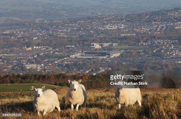 General view of Turf Moor as sheep are seen prior to the Sky Bet Championship between Burnley and Blackburn Rovers on November 13, 2022 in Burnley,...