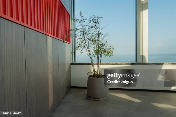 potted trees in indoor corners with light effects - bonsai tree office stock pictures, royalty-free photos & images