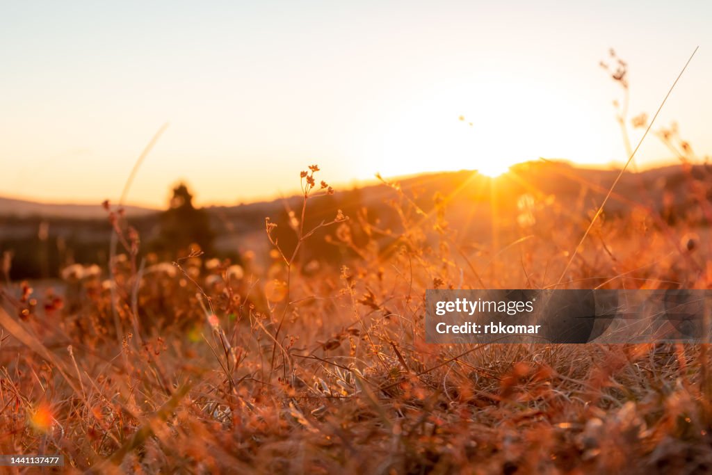 Sunny field at sunset