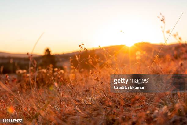 sunny field at sunset - goldene stunde stock-fotos und bilder