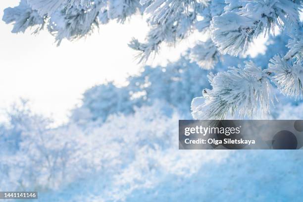 snow-covered pine branches - deep snow stockfoto's en -beelden