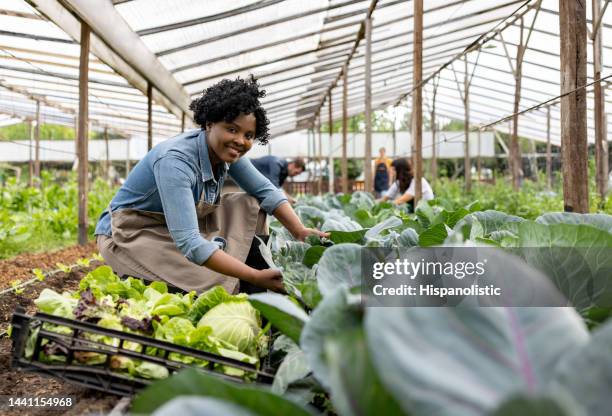 happy woman harvesting lettuce while working at an organic farm - agriculture happy stockfoto's en -beelden