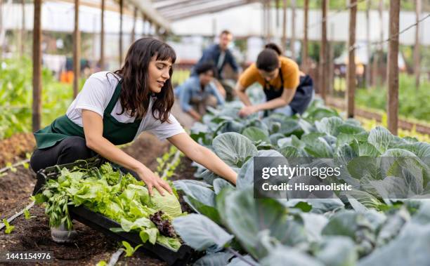 woman working at an organic farm harvesting vegetables - community garden stockfoto's en -beelden