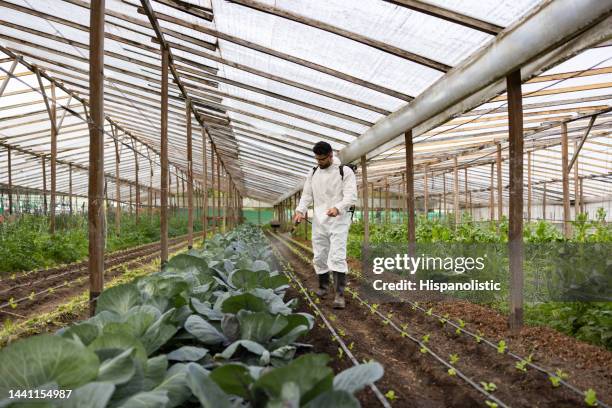 homme travaillant dans une ferme fertilisant une récolte de légumes verts - fumigation photos et images de collection