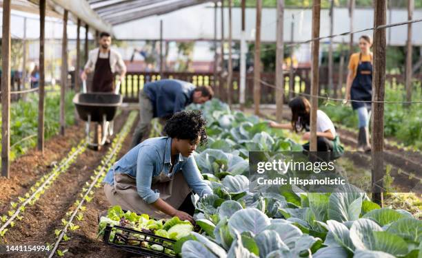 group of farmers harvesting vegetables at an organic farm - gezamenlijke tuin stockfoto's en -beelden