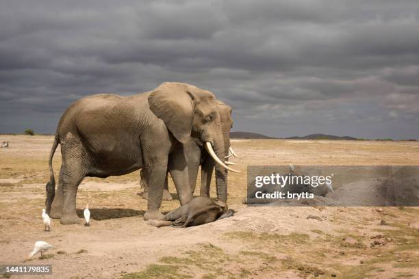 elephant mothers and resting calves - elephant-sleeping stock pictures, royalty-free photos & images