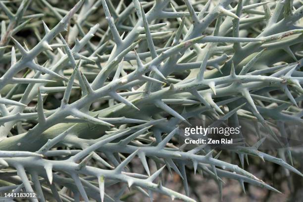 euphorbia stenoclada, silver thicket - thorn bush stock pictures, royalty-free photos & images