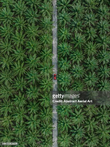 car driving on a road in a palm tree forest seen from a drone point of view, phuket, thailand - vertical lines stock pictures, royalty-free photos & images