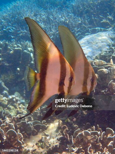 Pinneta Batfish 55 Pinnatus Batfish Stock Photos, High-Res Pictures, and Images - Getty ...