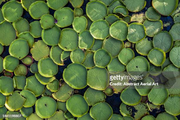 giant water lilies covering a lake shot from a drone, phitsanulok province, thailand - lotus leaf photos et images de collection