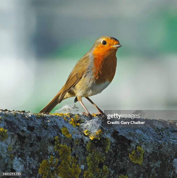 Triangular Robin 2,594 Robin Wall Stock Photos, High-Res Pictures, and Images - Getty Images