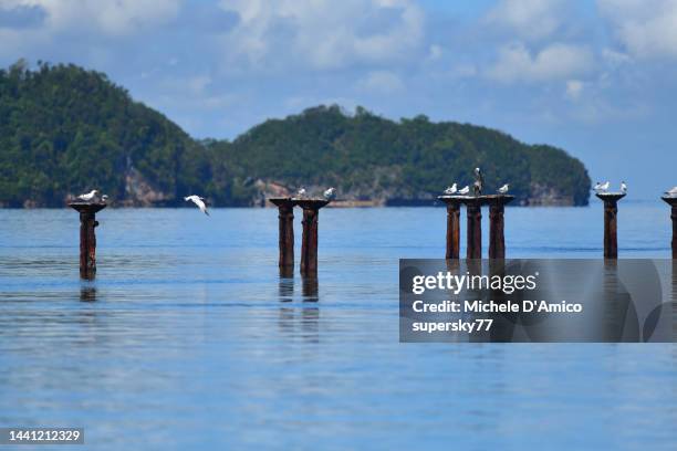 royal terns on sea poles - royal tern fotografías e imágenes de stock