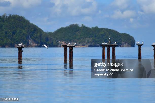 royal terns on sea poles - tern stock pictures, royalty-free photos & images