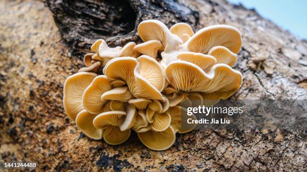 wild oyster mushroom - close up of muhroom growing outdoors stock pictures, royalty-free photos & images