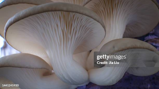 cultivated oyster mushroom - schwindling stock-fotos und bilder