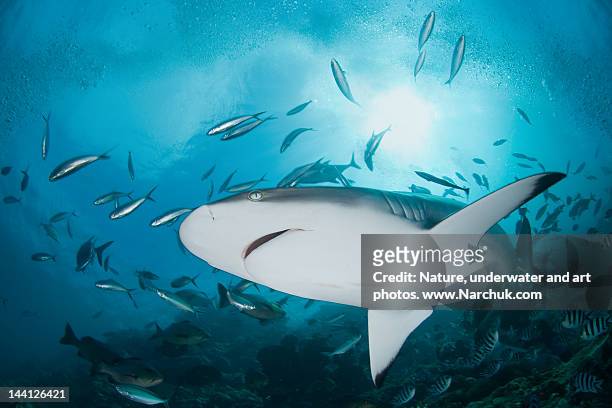 Shark reef underwater