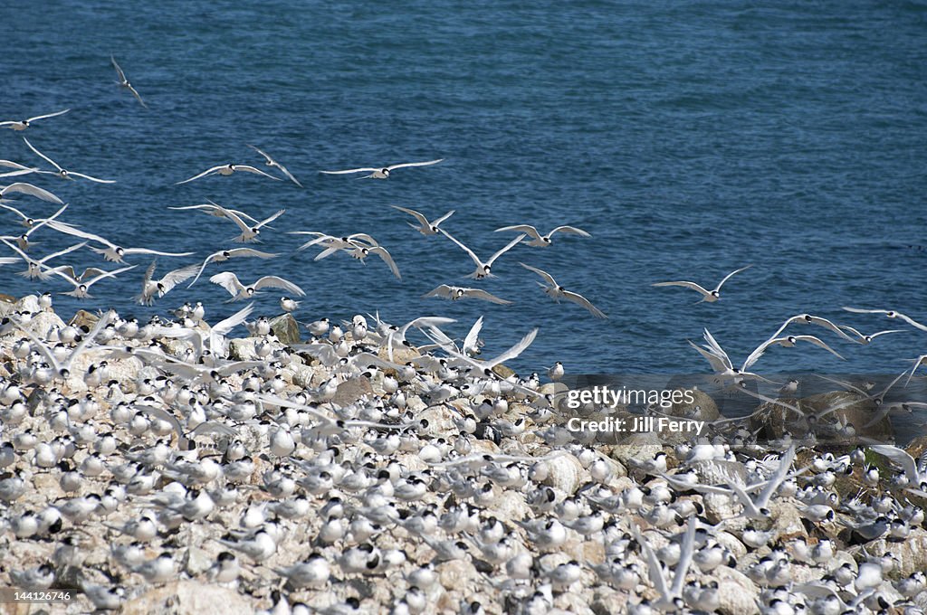 Seabirds flying