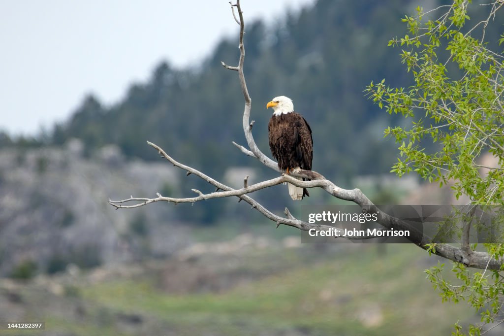 Bald Eagle perched in tree above a river where fish can be caught in Lamar Valley in northwestern Wyoming in Yellowstone National Park USA