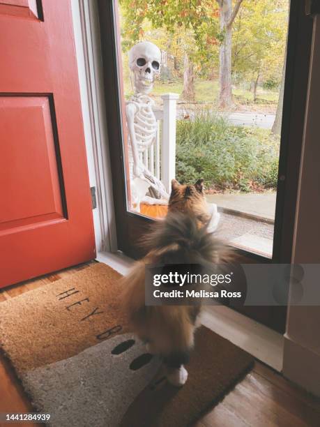cat looking out a door at a skeleton. - pet death stock pictures, royalty-free photos & images