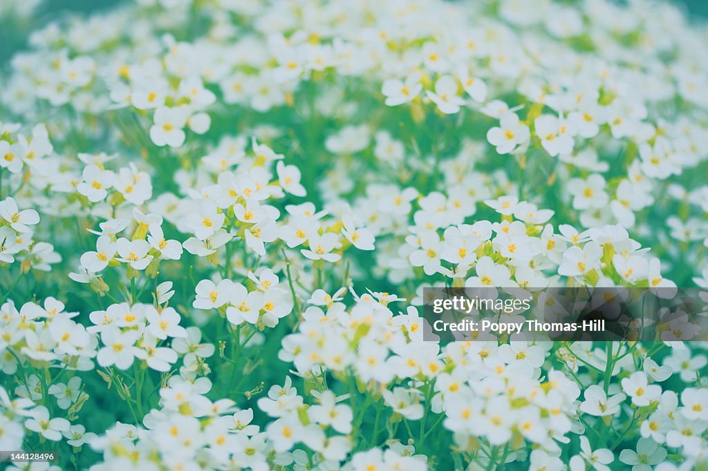 Field of little white flowers