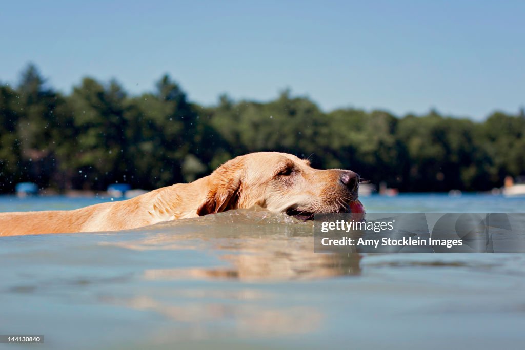 Dog swimming