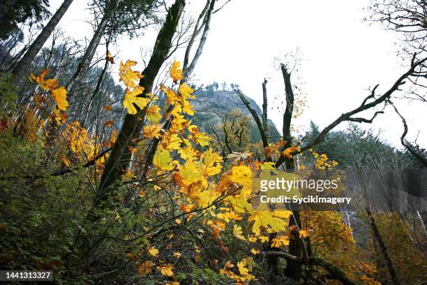 autumn season - mt hood national forest - fotografias e filmes do acervo