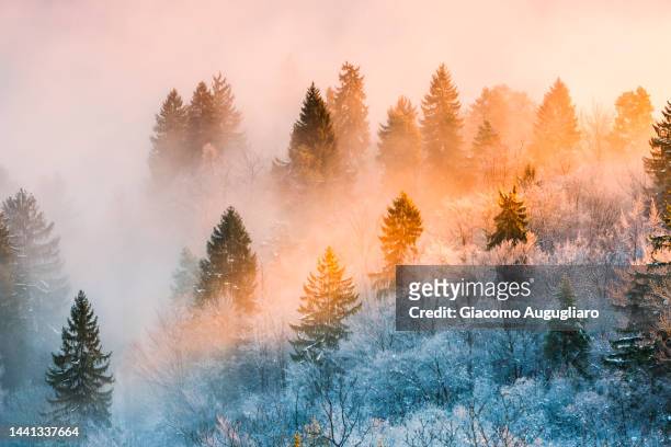 stunning sunrise light among the trees, bled, slovenia - slovenia lake stock pictures, royalty-free photos & images