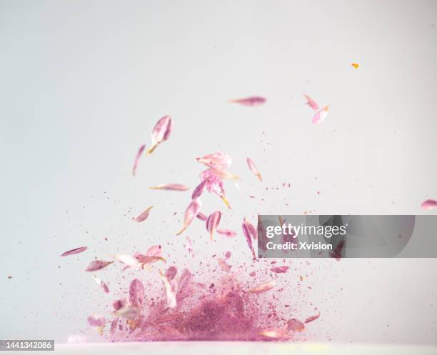 chrysanthemum flower petal flying in mid air in white background - petal fotografías e imágenes de stock