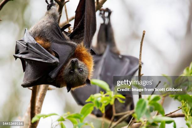 grey headed flying fox - fruit bat 個照片及圖片檔