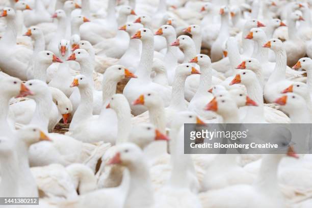 a gaggle of white geese - graugans stock-fotos und bilder