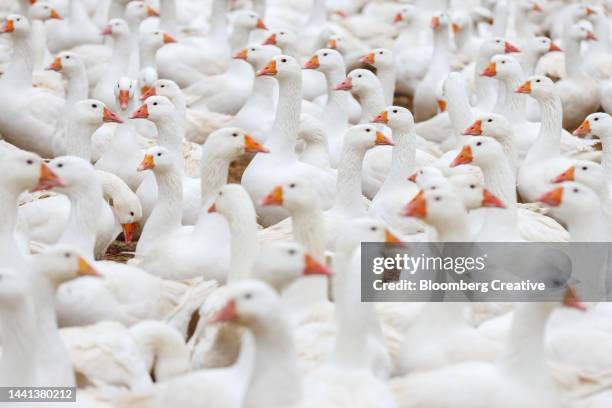 a gaggle of white geese - goose meat stock pictures, royalty-free photos & images