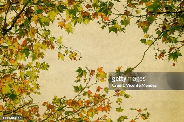 london planetree leaves and branches in fall - sky and trees green leaf illustration foto e immagini stock