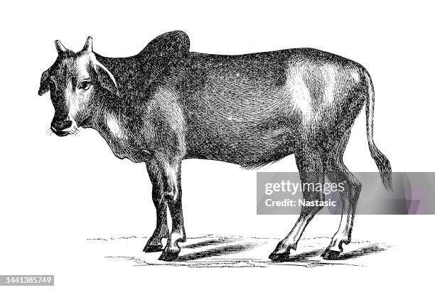 indian humped bull or zebu - hump stock illustrations