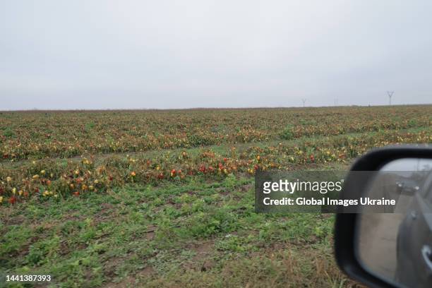 View of field with colored bell peppers on road to Kherson on November 12, 2022 in Kherson Oblast, Ukraine. A curfew was introduced in the city from...