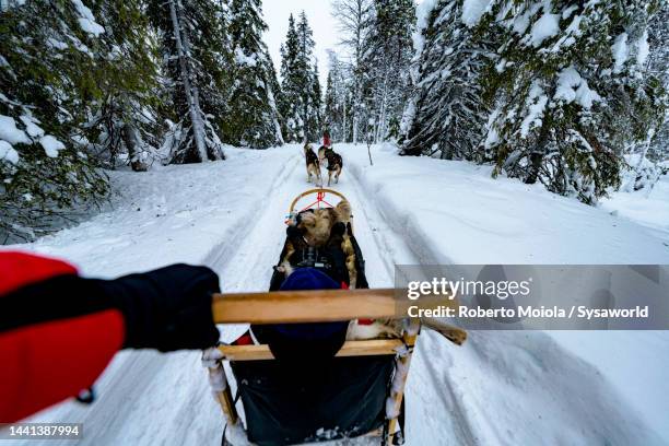 personal perspective of person dogsledding in a snowy forest - sleigh dog snow stock pictures, royalty-free photos & images