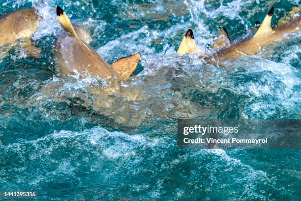 rangiroa atoll - tuamotu islands stock pictures, royalty-free photos & images