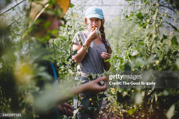 farm workers eating tomatoes in greenhouse - mangiare natura foto e immagini stock