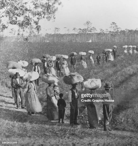 Cotton pickers - men, women and children - walking in single file, many carrying bundles of cotton on their heads, on the Alexander Knox plantation...