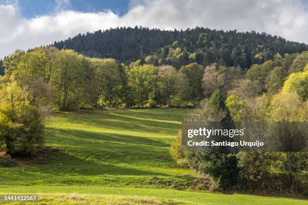 meadows and forested mountainside in the vosges - klibbal bildbanksfoton och bilder