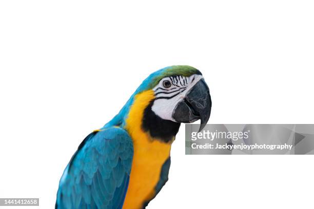 close-up of parrot perching on branch - guacamayo fotografías e imágenes de stock